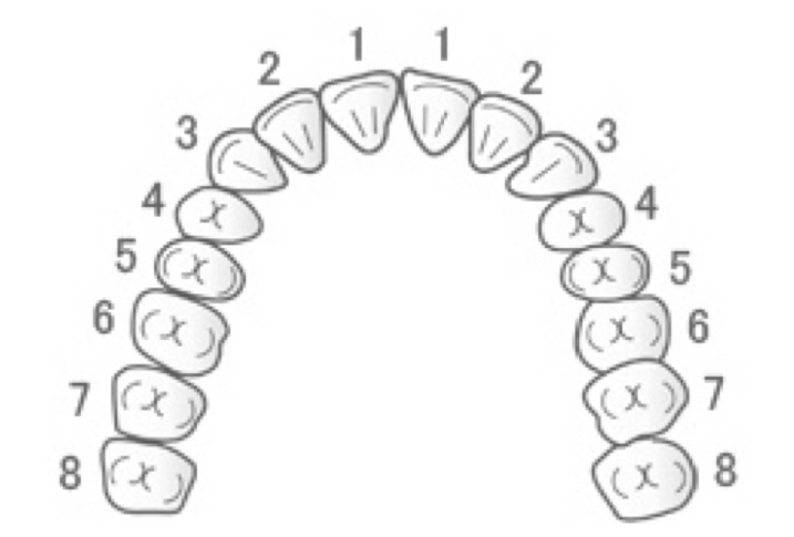 歯の番号図